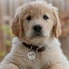 Personalized Anti-lost IDTag Stainless Steel Keychians Keyrings Pet Address Tel Dog Collar Accessory Engraved Puppy Pendant I3E3
