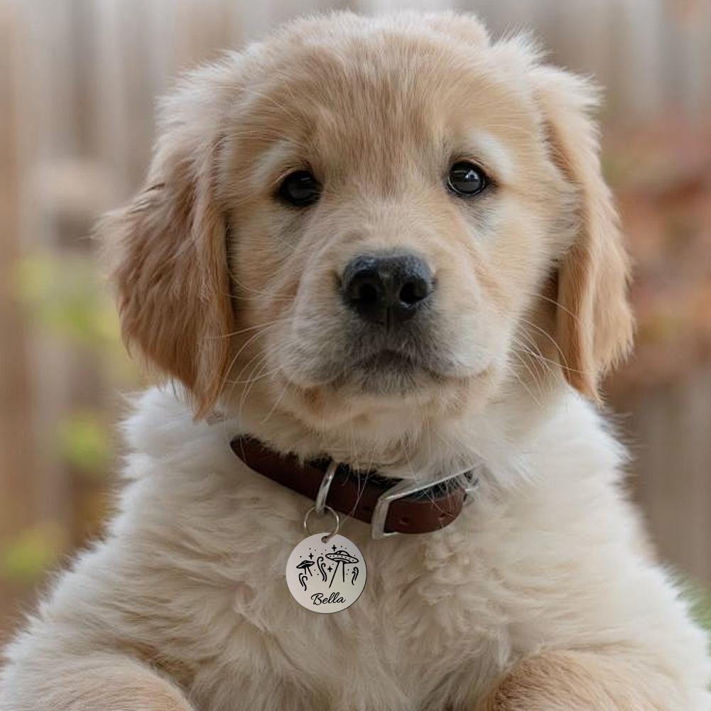 Personalized Anti-lost IDTag Stainless Steel Keychians Keyrings Pet Address Tel Dog Collar Accessory Engraved Puppy Pendant I3E3