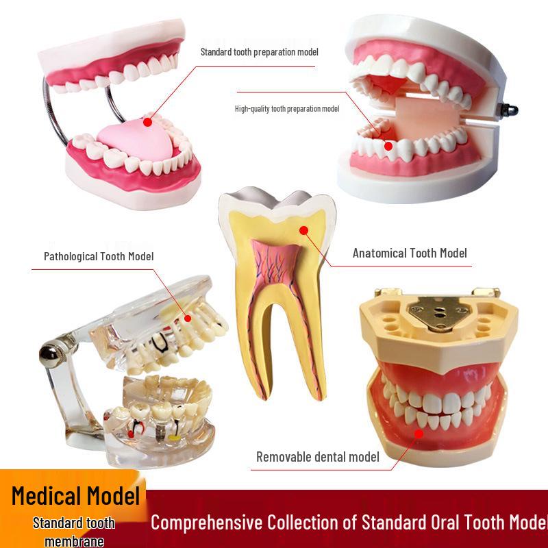 Human Tooth Anatomy Model for Teaching and Simulation - Detachable Denture Mold