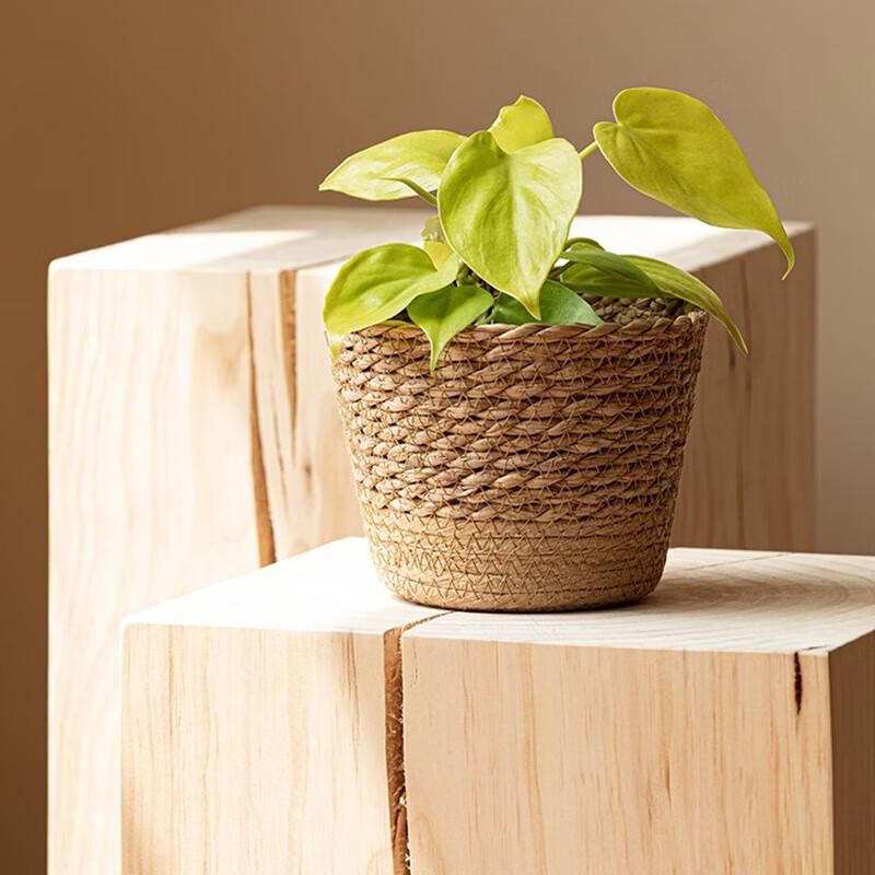 Natural Handwoven Planter Basket
