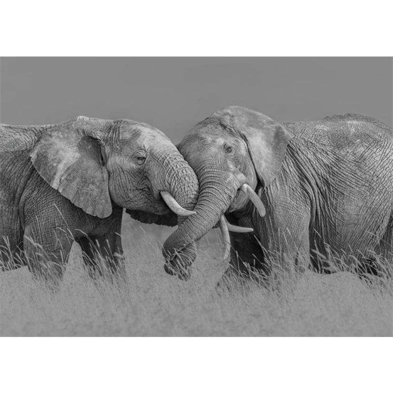 Black and White Animal Elephants Art Canvas Painting Posters and Prints Elephants Family Wall Art Pictures for Living Room Decor