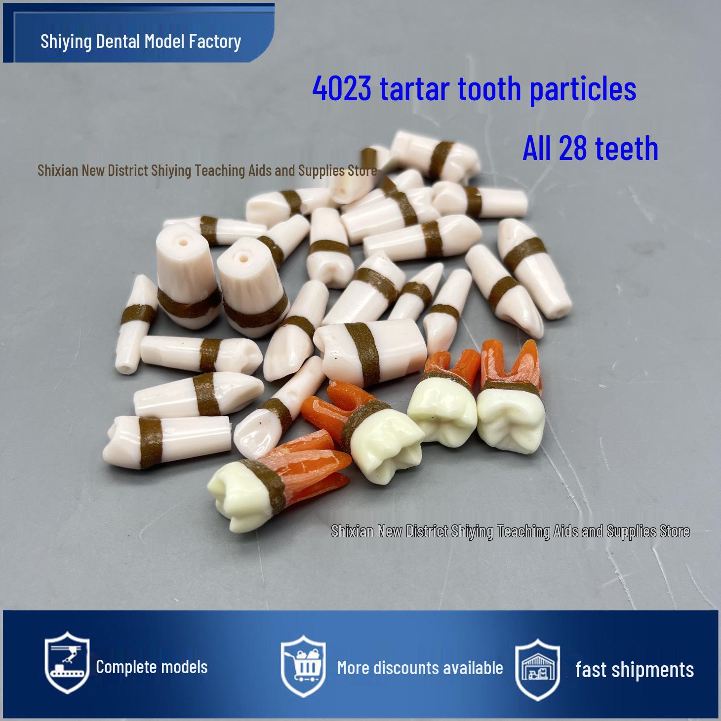 Detachable Subgingival Scaling Simulation Model for Dental Teaching 28 Pieces of Full Mouth Tartar