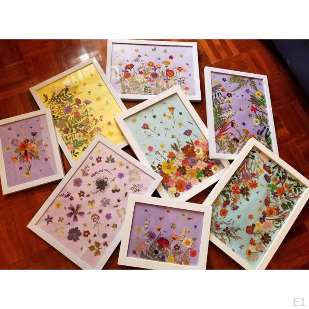 6 Natural Dried Flower Embellishment Case Decor