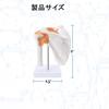 Scapula, Shoulder Joint, Clavicle Model, Human Anatomy Model, Skeleton Model, Specimen, Ligaments, Medical Education, Working, with Base