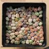 Rare Lithops Succulent Pot: Diverse Colors & Varieties