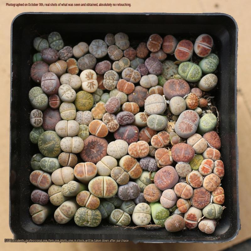 Rare Lithops Succulent Pot: Diverse Colors & Varieties