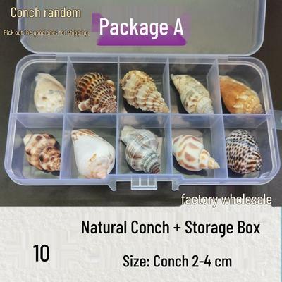 Muschelschale Schneckenhaus Wissenschaftliches Präparate-Set für Kinder - Meeresleben Sammlung Geschenkbox