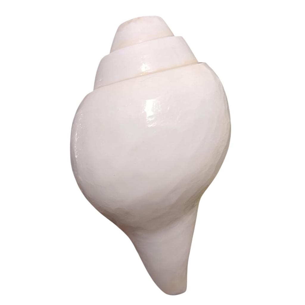 Puri Jagannath Dham Original Loud Blowing Shankh |Conch For Pooja. 200 Grm, 10.16 CM In Size