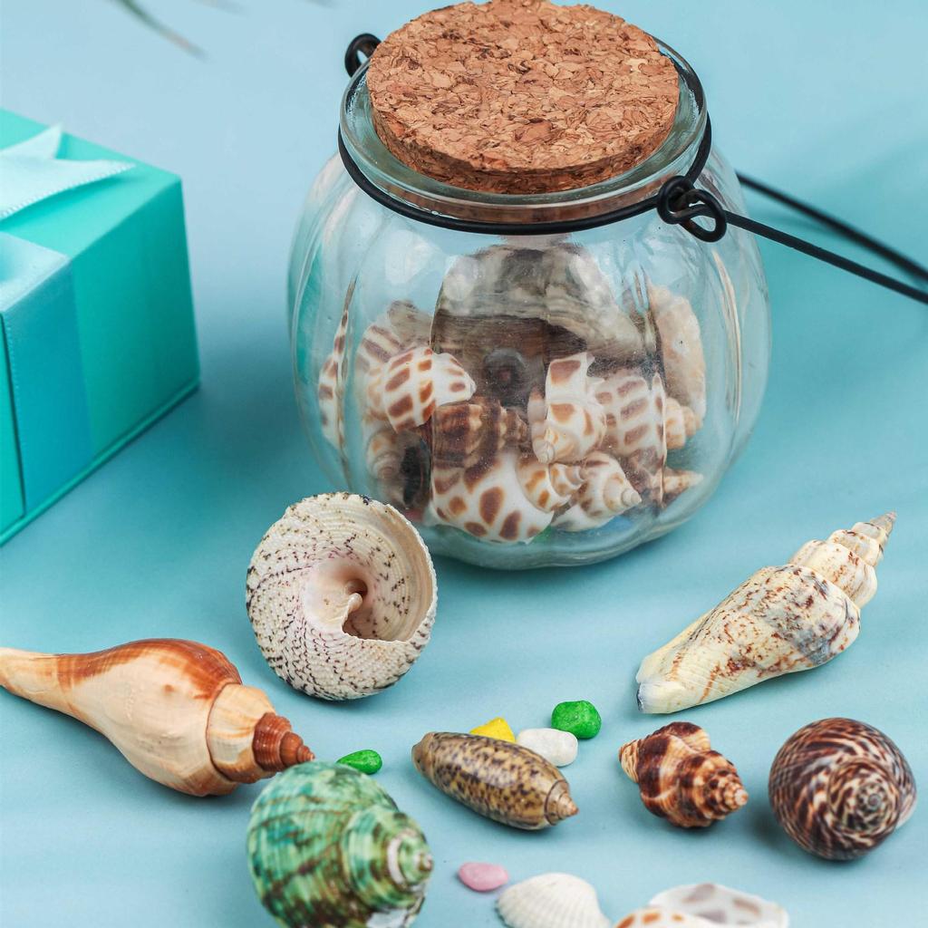 Handmade Decorative Seashells & Starfish for Fish Tanks: Landscaping, Painting, Specimens, Whelks, Hermit Crabs