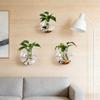 3 Stück Wandhängendes Glas-Terrarium Wandmontierte Runde Kristallvase Grüne Efeu Hydrokultur-Pflanzenbehälter für Haus Büro Dekoration