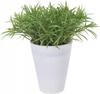 Artificial Decorative Plant In a 17 Cm Pot