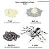 Mini Animal Growth Cycle Toys: Butterfly, Rooster, Ant, Frog, Sea Turtle, Dragonfly