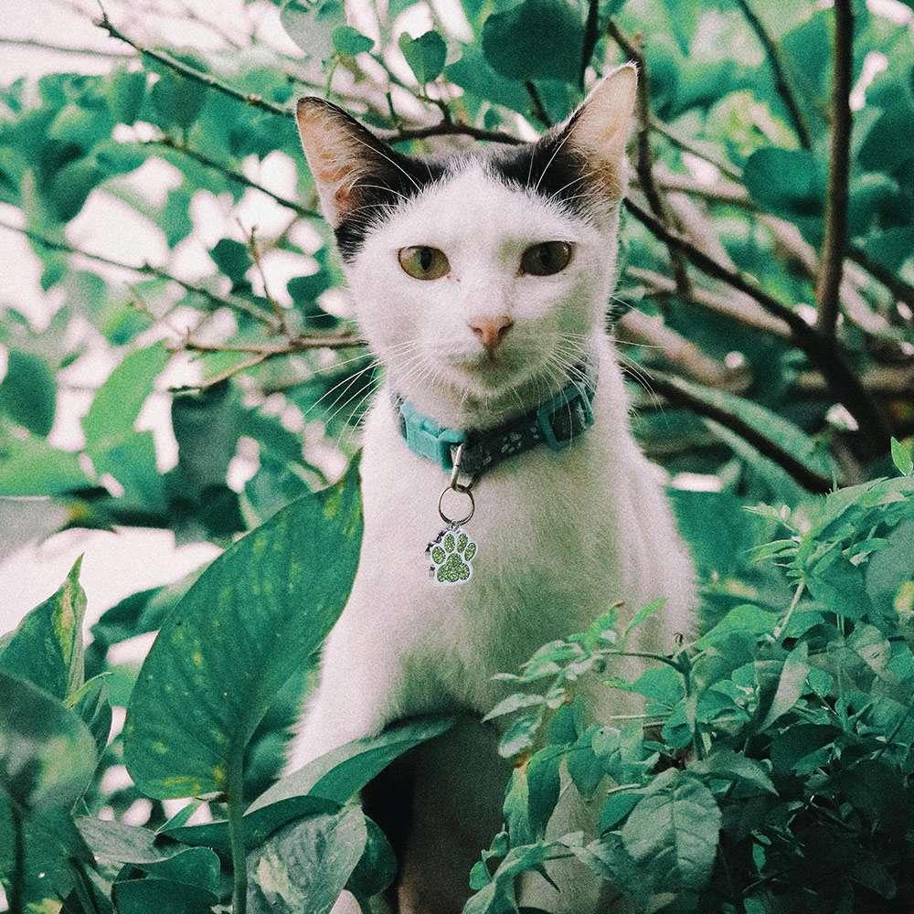 Anti-Verlust Hunde Katzen Anhänger Katze Hund Pfotenabdruck Haustier Halsband Anhänger Haustier Glitzer Anhänger Welpe