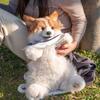 Chongker Plush Dog School Bag for Outings Backpack, Kids' Daypack,
