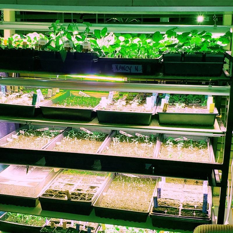 T8/T20 LED Grow Light Full Spectrum Hydroponic Seedling Plant Lamp Indoor Plant Growth Supplementary Lighting Equipment