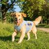 Thin Breathable Dog Summer Clothes Soft Fabric Cooling Pet Vest Mesh Dog Vest  Casual Outfit