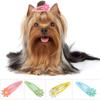 Îmbrăcăminte și încălțăminte – Accesorii pentru câini