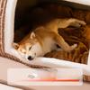 Braun Dreidimensionale Bär Gebogene Haus Zwinger Katze Haus Große Raum Kleine Hund Große Hund Herbst Haustier Lieferungen