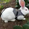 Soft Rabbit Breathable Harness with Leash Gentlemanly Style