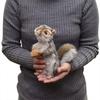 HANSA Gray Squirrel No.4841