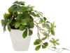 KI Japan Interior Green Artificial Photocatalytic Fake Green KU Sugar Vine White Ceramic Square Plants, (14cm tall, Pot)