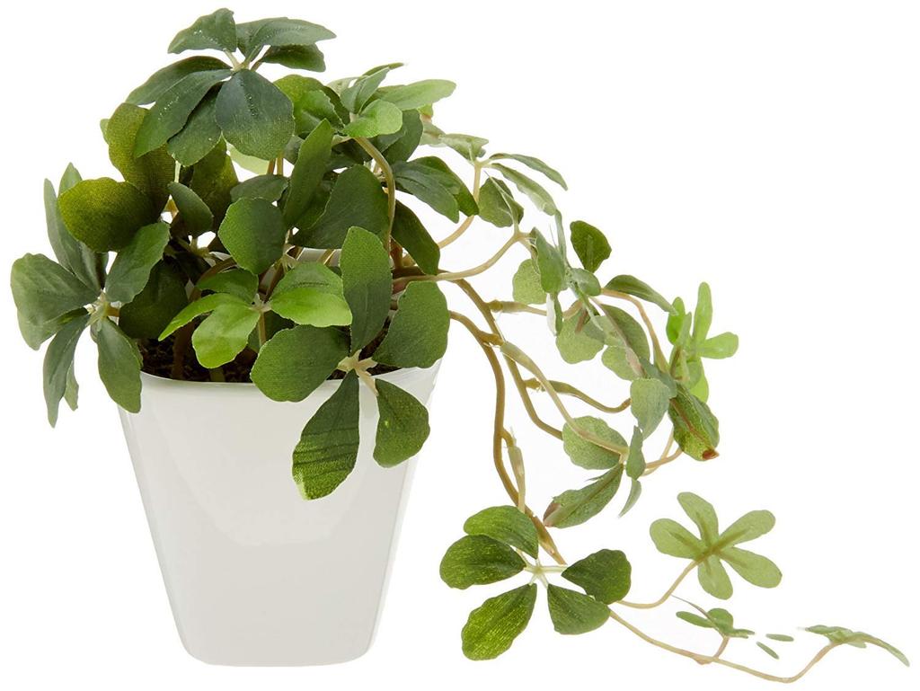 KI Japan Interior Green Artificial Photocatalytic Fake Green KU Sugar Vine White Ceramic Square Plants, (14cm tall, Pot)