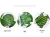 Artificial Pothos Vines: Indoor Decorative Rattan Faux Greenery for Walls and Living Rooms