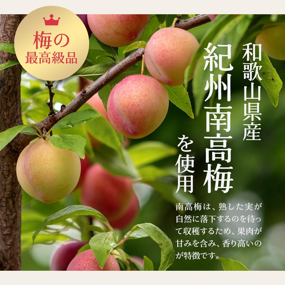 Ogaland Kishu Ume Kombucha (Plum and Kombu Tea) 100g, Made with Kishu Nanko Plums, Powdered Ume Kombucha with Shiso Leaves and Kombu, Nanko Plums,