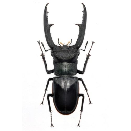 BACALYSO | Nirvana 1/1 Scale Mandibularis Stag Beetle Figure, Magnetic Refrigerator Ornament, Illustrated Guide to Wild Insects, Summer Beetle, King o