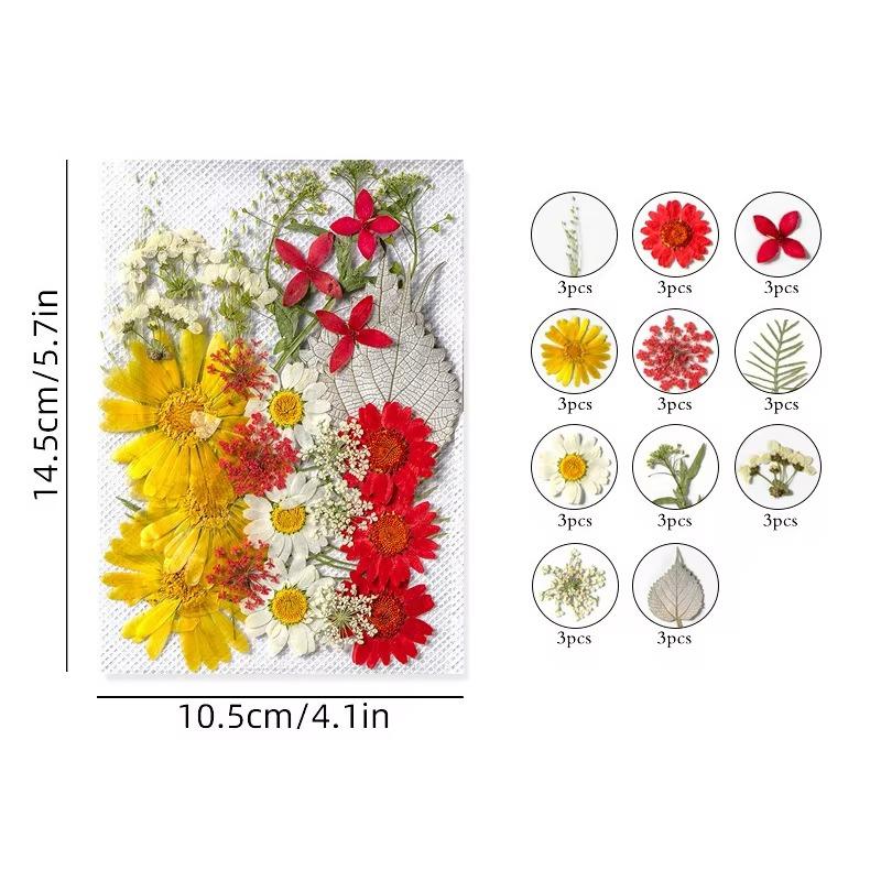 31-35PCS Dried Flower Set Mixed Multiple Pressed Flower Leaves DIY Candle Resin Nails Jewelry Pendant Crafts Art Floral Decors