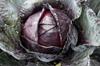SAFLAX Garden In the Bag - Organic - Red Cabbage - Red Drumhead - 250 Seeds - With Substrate In a Fitting Stand Up Bag - Brassica Oleracea