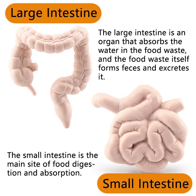 Simülasyon İnsan Vücudu Torso Modeli Biyoloji Beyin Kalp Karaciğer Mide Böbrek Öğretim Araçları Öğrenme Çocuklar için Eğitici Oyuncaklar