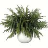 Real Touch Norfolk Pine Branch Artificial Christmas Green Plants Branches Faux Greenery Stem Fake Cedar Pine Picks for Vase