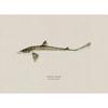 Vintage Bass Fish Trout Fly Fishing Posters Prints Canvas Painting Fisherman Retro Wall Art Picture for Living Room Home Decor
