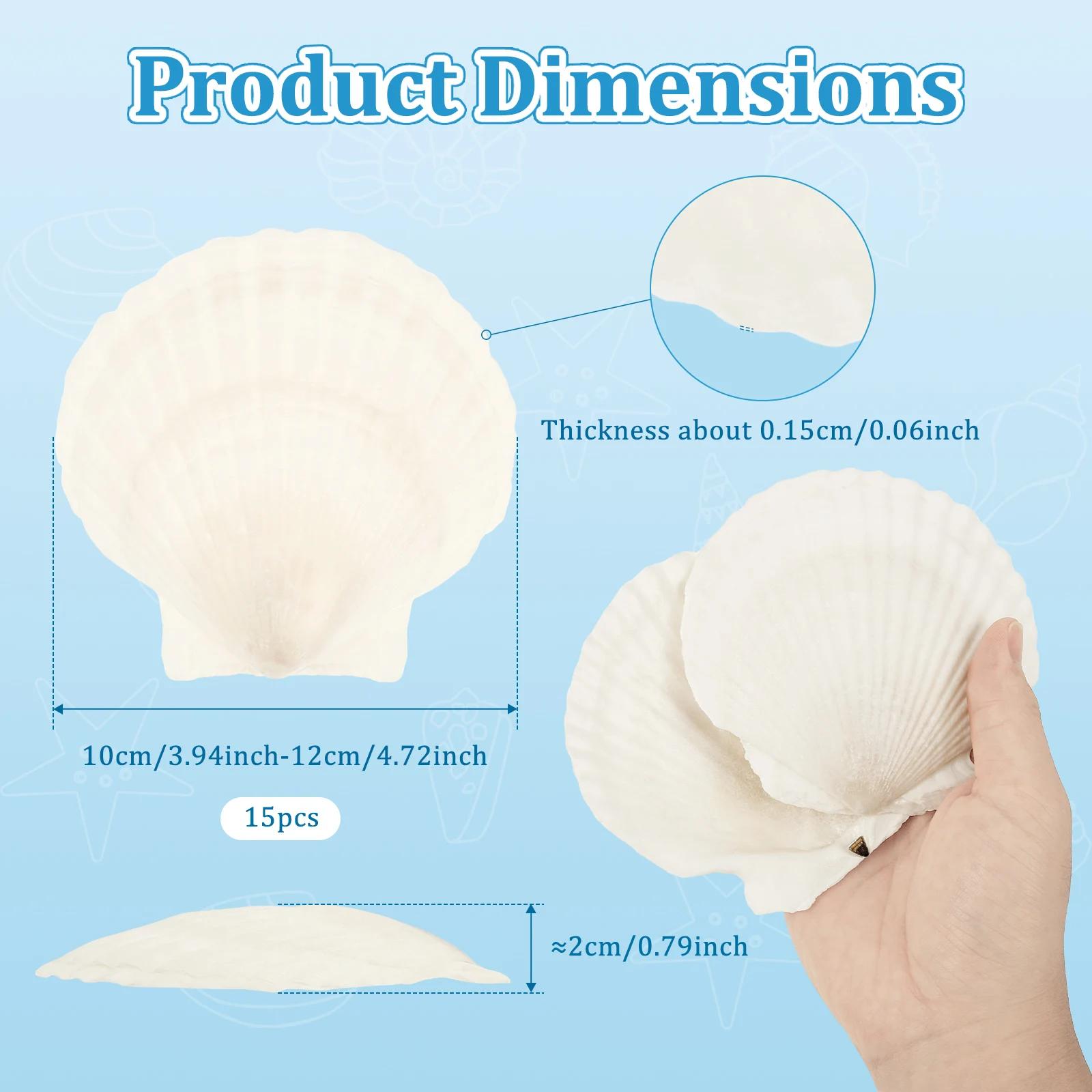 

15Pcs Scallop Shells Crafts Large Beach Natural Scallop Shells for Baking Shells Crafts DIY Painting Beaching Wedding Decoration