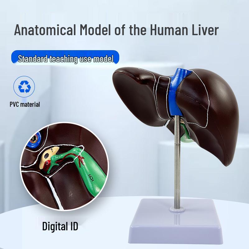 Human Liver Anatomy Model: Liver Hilum, Vessels, Lobes, Gallbladder, and Bile Ducts.