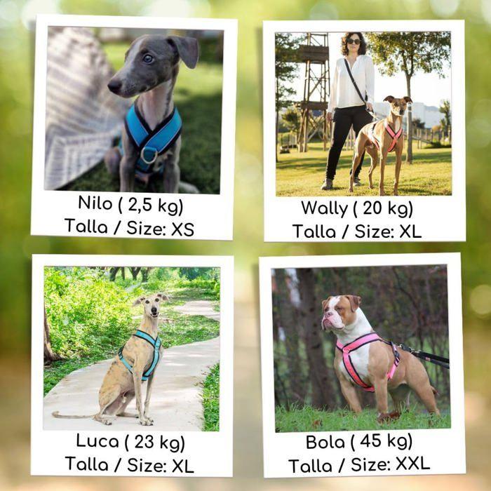 Harnais Anti-Traction - Y - Réfléchissant - Confort - Pour Chiens de Toutes Tailles