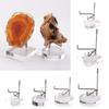Acrylic Easel Stand with Adjustable Metal Arms Display Rack for Displaying Crystal Mineral Agate Gemstones Collectibles