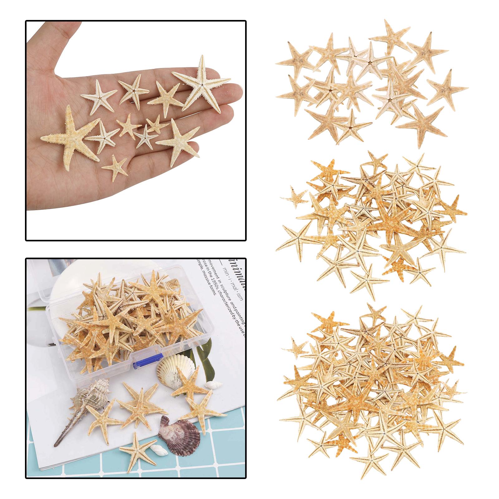 Mini Natural Flat Tan Starfish Seashells Beach Wedding Decor Craft Supplies 3-5cm 20pcs