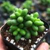 Green Turtle Multi-head Succulent Plant - Beginner-friendly, Cute, Meaty, Potted, Radiation-Protective Greenery