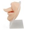 3D Soft Silicone Tongue Mouth Model with Stand Reusable Jewelry Display Tongue Model for Piercing Practice