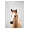 Realistic Furry Animals Cute Prints Poster Canvas Painting Hd Modern Wall Art Pictures For Living Room Bedroom Home Decoration