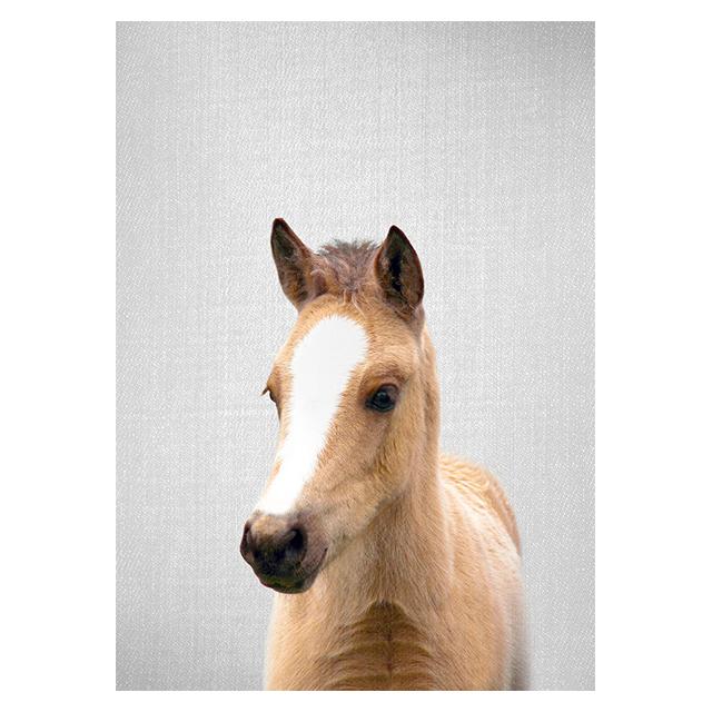 Realistic Furry Animals Cute Prints Poster Canvas Painting Hd Modern Wall Art Pictures For Living Room Bedroom Home Decoration