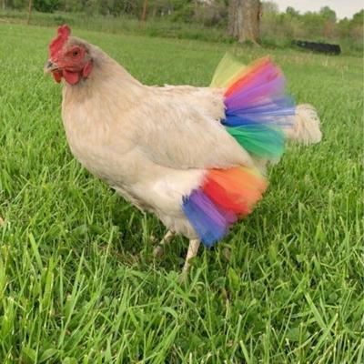 3pcs Chicken Skirt Chicken Tutu Dress Chicken Outfit Rainbow Pet Tutu Crazy Chicken Lady Princess Dress for Your Hen