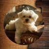Maltese Dog Metal Wall Art Poster, White Maltese Canine Home Decor