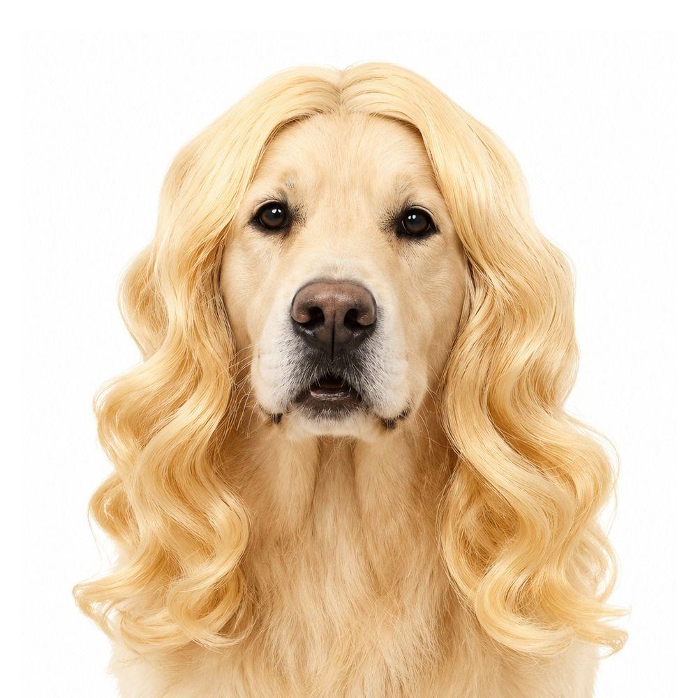Black Twin Tails Pet Costume Wig Brown Curly Pet Hairpiece Funny Dog Wig  Festival Dress-Up