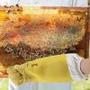 1 Pair Breathable Beekeeping Gloves Long Sleeves Protective Gloves Durable Beekeeper Gloves Safety Protection Breathable Mesh