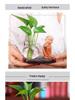 Little Monk Hydroponic Vase: Creative Home and Office Decor
