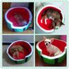 Cartoon Watermelon Shaped Kennel House for Cats Puppies Warm Dog Bed Mat Sofa Pet Cat Bed for Dogs Fruit Bed