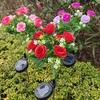 Solar Powered LED Rose Garden Stake Light